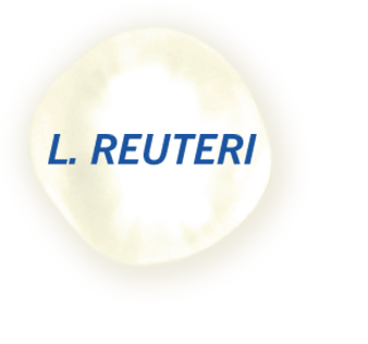 Ikonka L.Reuteri