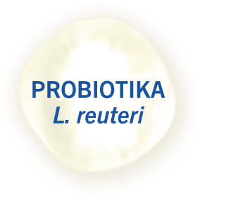 molekula probiotika