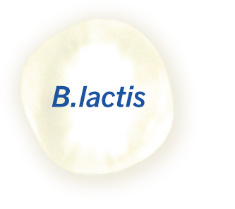 Molekula B.Lactis