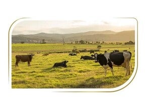 Pečlivě vybrané suroviny