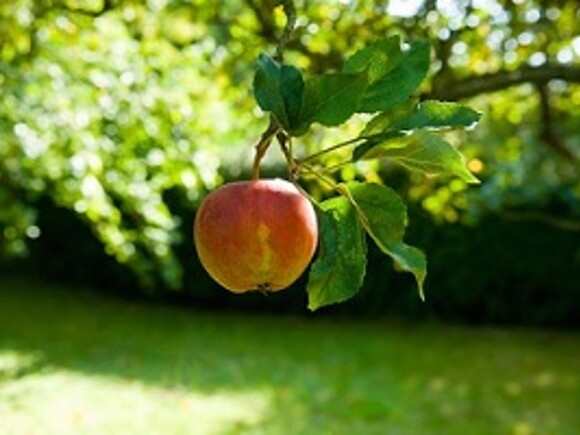 jablecny prikrm - recepty